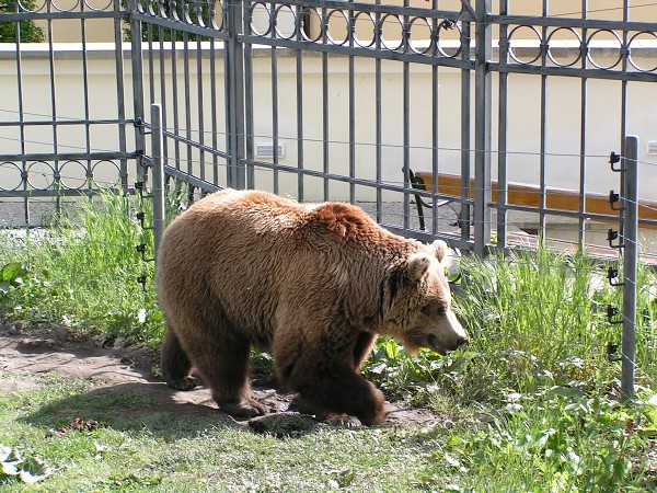 KLADNO - MEDVĚDI